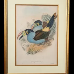 Andigena Hypoglaucus hand-painted lithograph by John Gould and H.C. Richter - two blue-breasted mountain toucans with long beaks perched on sanguine-colored rock