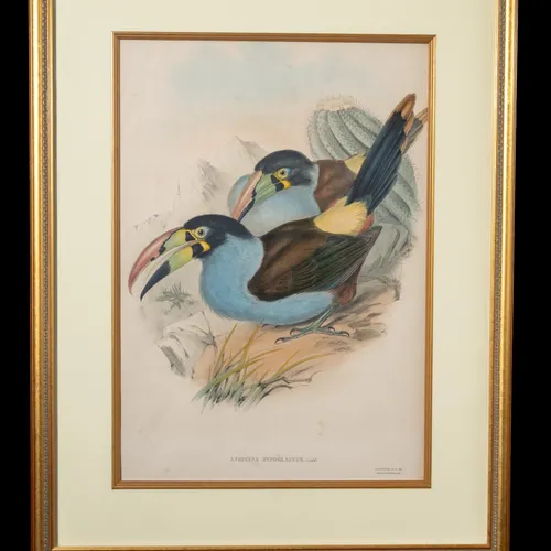 Andigena Hypoglaucus hand-painted lithograph by John Gould and H.C. Richter - two blue-breasted mountain toucans with long beaks perched on sanguine-colored rock