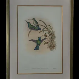 Campylopterus Phainopeplus hand-painted lithograph by John Gould and W. Hart - three green birds including a hummingbird in flight among grasses and blossoms