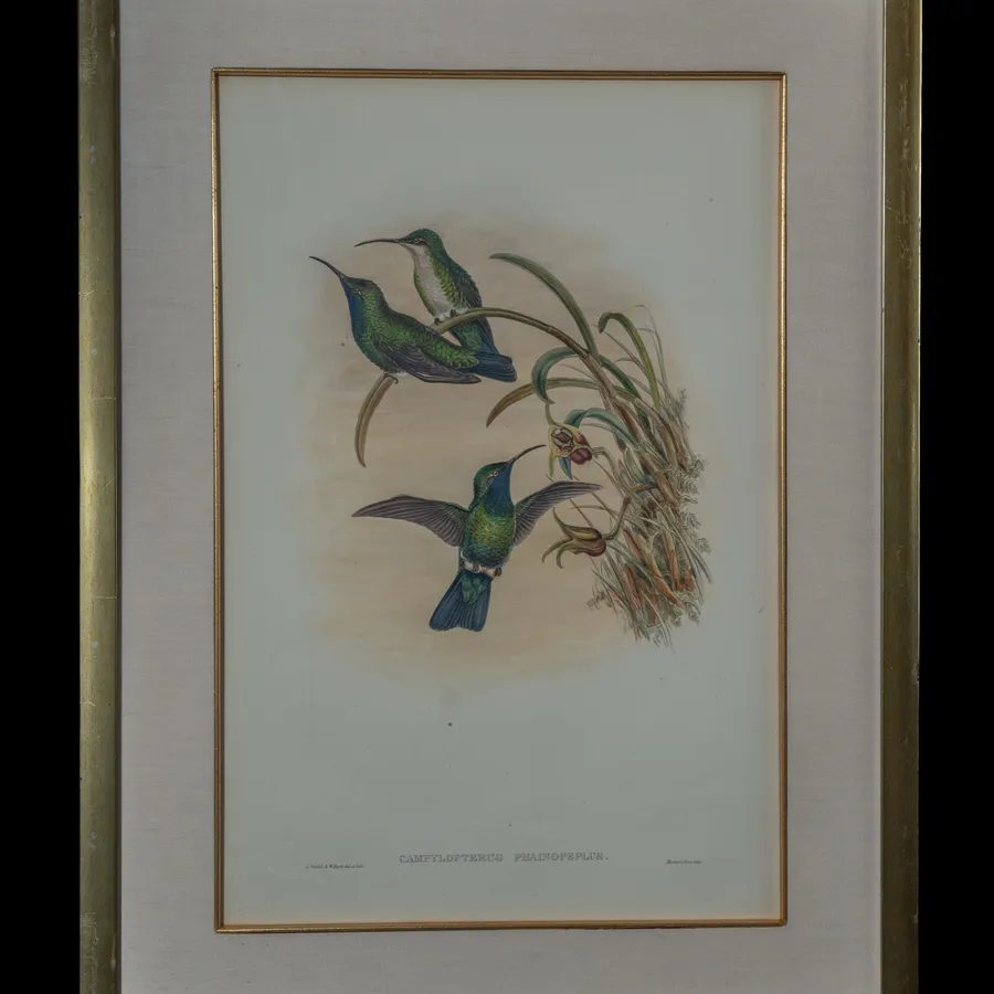 Campylopterus Phainopeplus hand-painted lithograph by John Gould and W. Hart - three green birds including a hummingbird in flight among grasses and blossoms