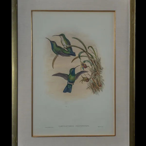 Campylopterus Phainopeplus hand-painted lithograph by John Gould and W. Hart - three green birds including a hummingbird in flight among grasses and blossoms