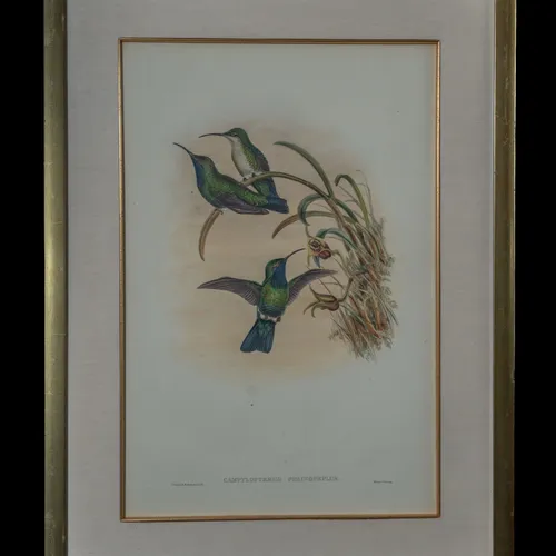Campylopterus Phainopeplus hand-painted lithograph by John Gould and W. Hart - three green birds including a hummingbird in flight among grasses and blossoms