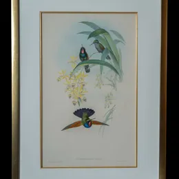 Lamprolaima Rhami hand-painted lithograph by John Gould and H.C. Richter - three iridescent birds among yellow blooms, one perched, one in flight