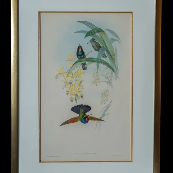 Lamprolaima Rhami hand-painted lithograph by John Gould and H.C. Richter - three iridescent birds among yellow blooms, one perched, one in flight