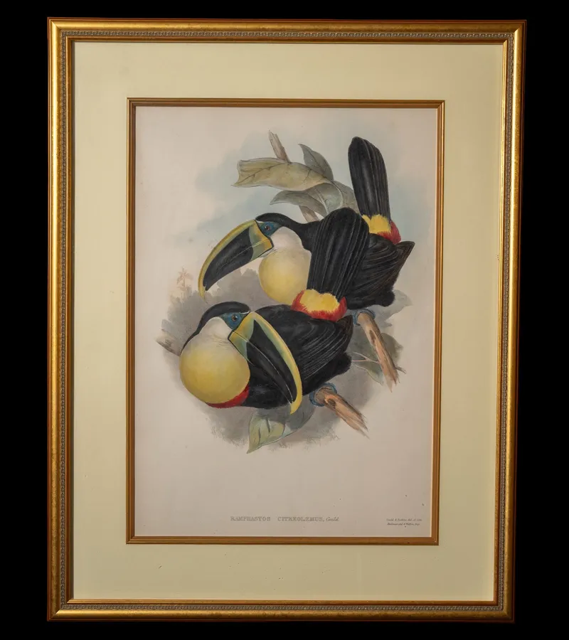 Signature work by John Gould: Ramphastos Citreolemus