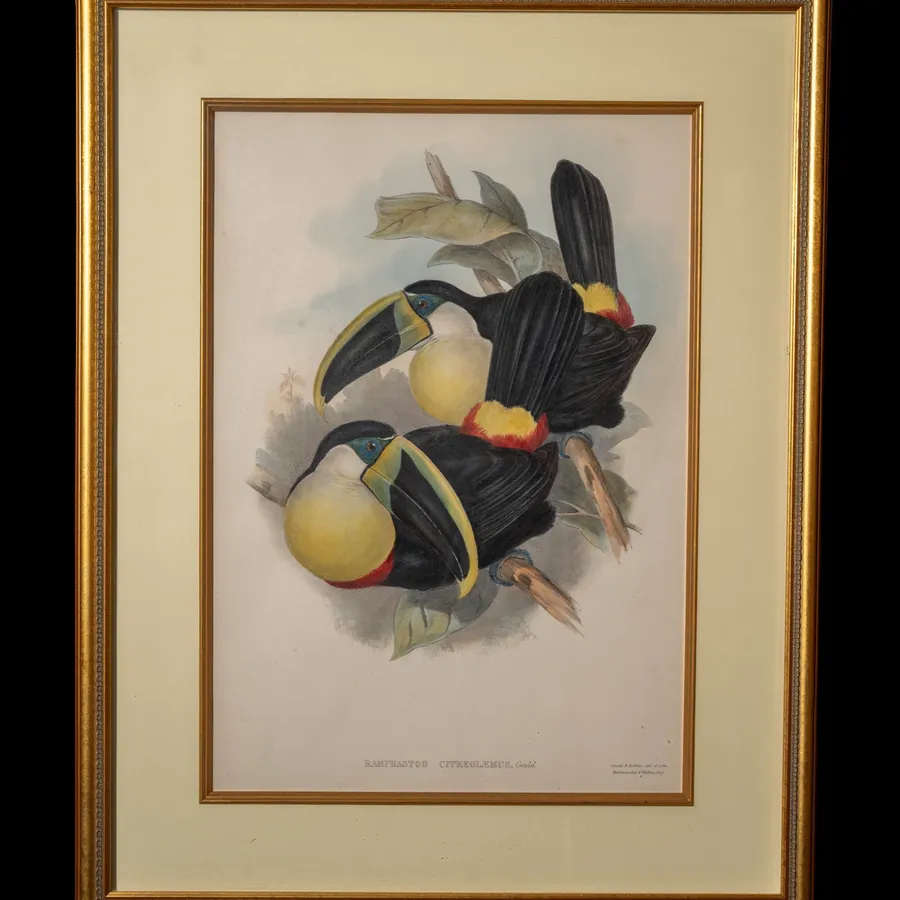 Ramphastos Citreolemus hand-painted lithograph by John Gould and H.C. Richter - two toucans with black plumage and pale yellow chests perched among foliage
